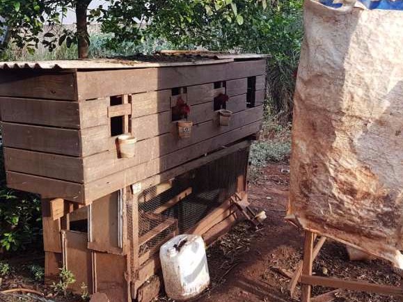 PMA e GOI fecham rinha e apreendem galos mutilados no Jardim Noroeste