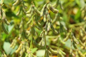 Produtores de soja tem até hoje para registro das áreas cultivadas Produtores de soja tem até hoje para registro das áreas cultivadas