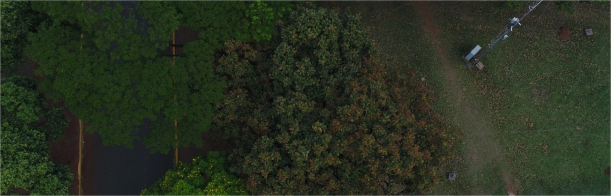 Pesquisadores mapeiam vegetação nativa em Mato Grosso do Sul Pesquisadores mapeiam vegetação nativa em Mato Grosso do Sul