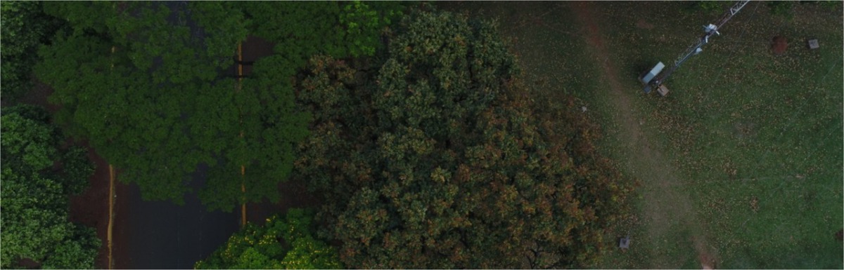 Pesquisadores mapeiam vegetação nativa em Mato Grosso do Sul