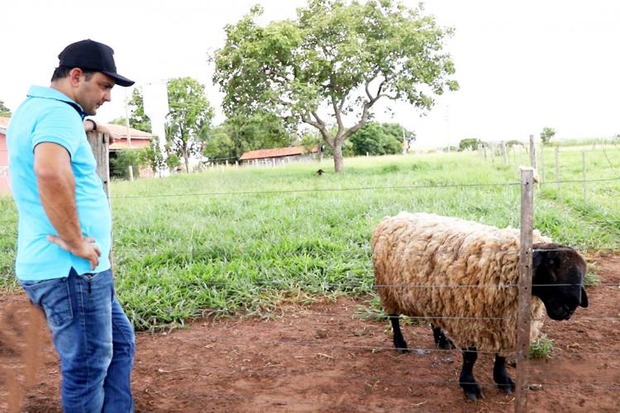 Produtor de Três Lagoas supera mortalidade de ovinos e aumenta produtividade em apenas 8 meses