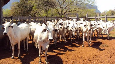 Governo realizará leilão de 46 bovinos distribuídos em três lotes Foto: Divulgação
