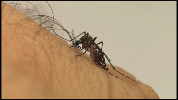 Apesar de queda nas notificações, volta das chuvas gera alerta contra Aedes Aegypti Apesar de queda nas notificações, volta das chuvas gera alerta contra Aedes Aegypti