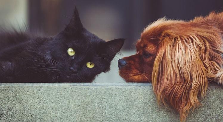 Animais de estimação e condomínio, como fazer dar certo? Pixabay