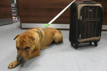 Cachorro é amarrado a mala com seus pertences e abandonado em estação de trem Cachorro Kai foi abandonado preso a uma mala de viagens
Reprodução/The Independent