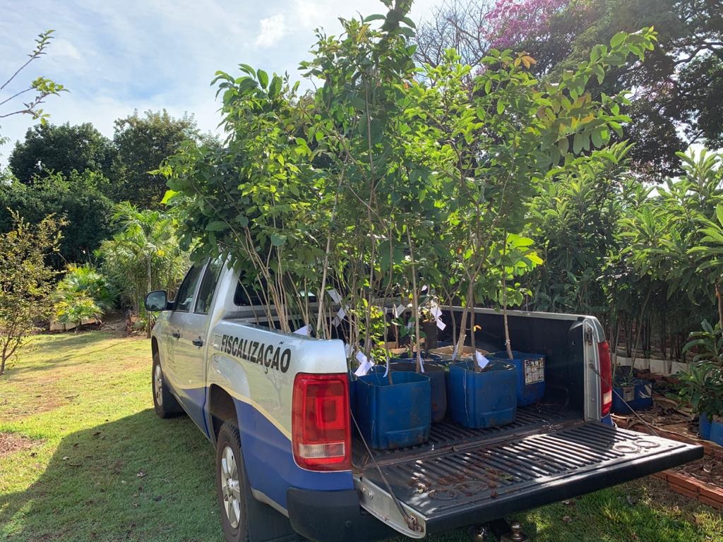 Imam anuncia investimentos de R$ 400 mil em arborização para este ano Viveiro municipal produz mudas de várias espécies nativas para a arborização da cidade