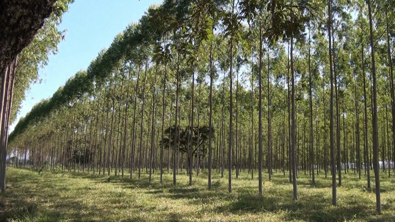 Reflore MS cria protocolo de boas práticas e ações de controle da dispersão da Covid-19 Reflore MS cria protocolo de boas práticas e ações de controle da dispersão da Covid-19
