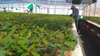 Área de cultivo da Fibria, em Três Lagoas - Foto: Valdenir Rezende/Correio do Estado