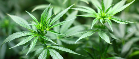 Argentina promulga lei para uso medicinal da maconha