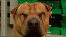 ONG é inundada com ofertas de ajuda para cão abandonado em estação Copyright British Broadcasting Corporation 2015 Problema na vista de Kai pode ter sido causa de abandono