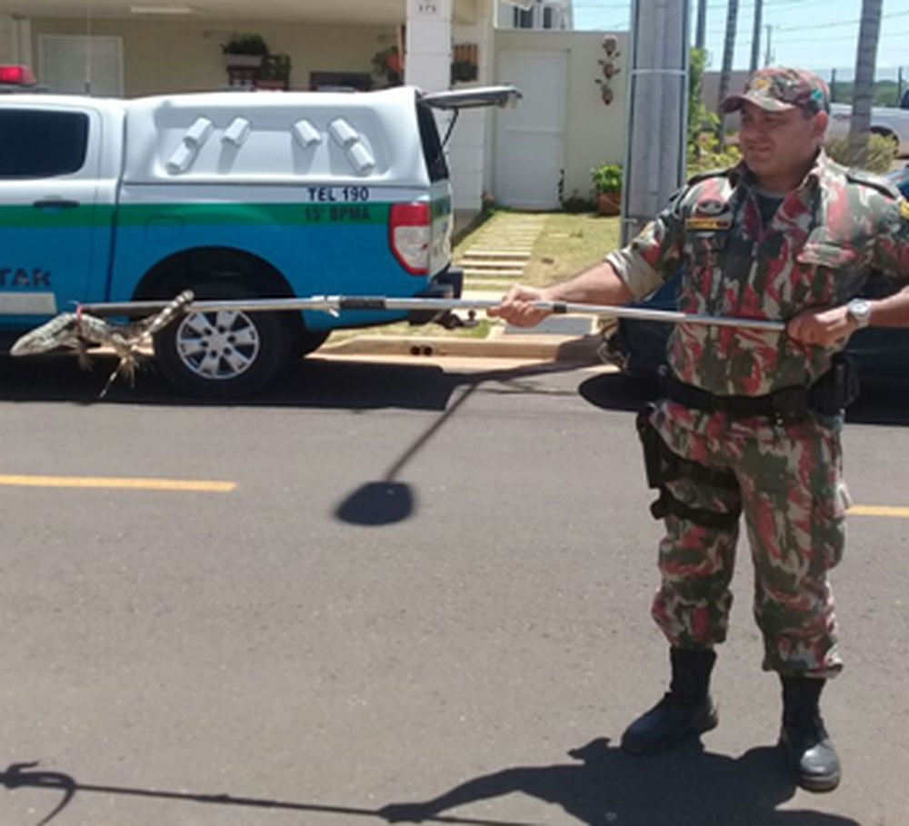 Lagarto resgatado em residência no condomínio Damas (Foto: PMA/Divulgação)