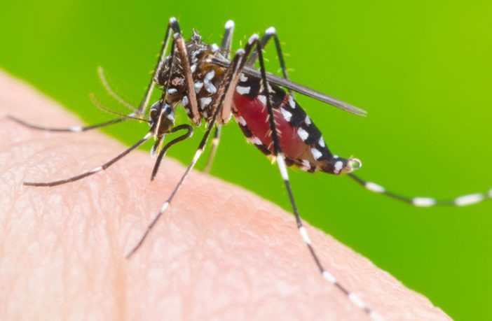 Dengue faz mais uma vítima em MS, segundo boletim epidemiológico Dengue faz mais uma vítima em MS, segundo boletim epidemiológico