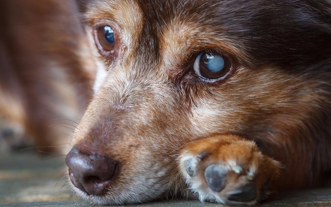 Estudantes criam mini empresa para produção de comedouros para animais de rua Foto Ilustrativa