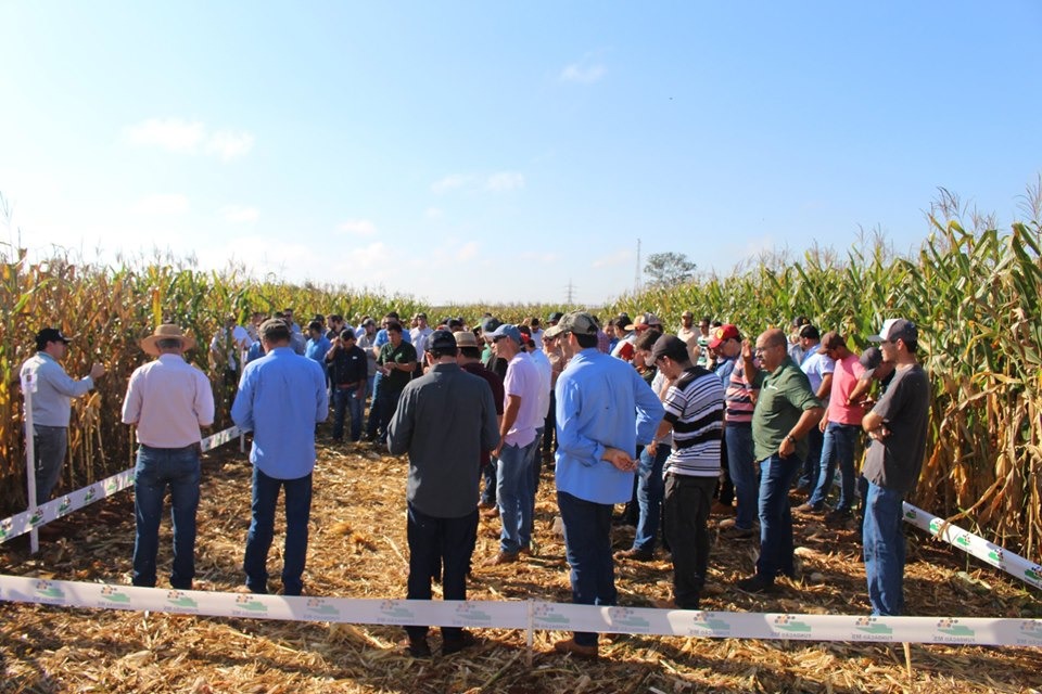 Dia de Campo mostra tecnologias para milho safrinha em São Gabriel do Oeste