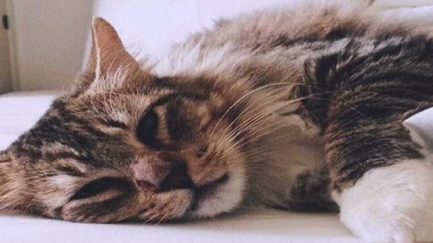 Fotógrafa deixa gato em pet shop e recebe animal morto em saco de lixo