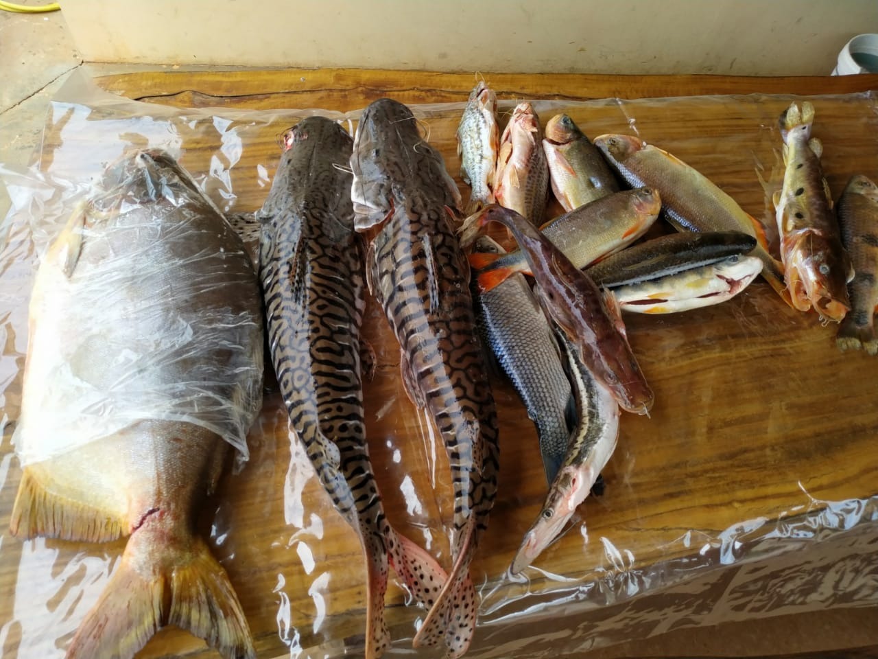 Paulista é autuado em R$ 1,1 mil por captura e transporte de pescado ilegal Paulista é autuado em R$ 1,1 mil por captura e transporte de pescado ilegal