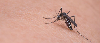 MS confirma primeira morte por dengue neste ano