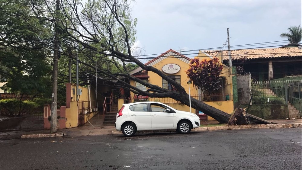 Árvore caiu e atingiu rede elétrica em frente a restaurante em Campo Grande (Foto: Camilla Jovê)