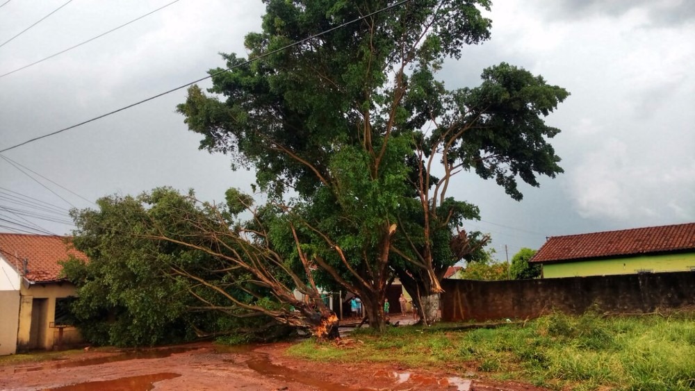Vento derrubou árvore e atingiu rede elétrica na avenida Três Barras (Foto: Evelyn Souza)