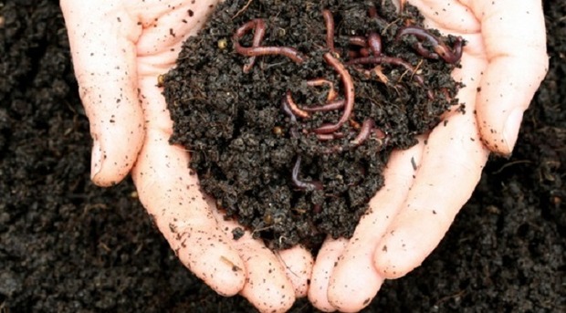 Cigarros apreendidos vão abastecer projeto de vermicompostagem Cigarros apreendidos vão abastecer projeto de vermicompostagem