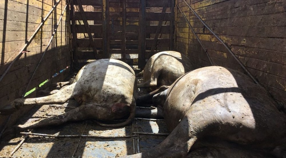 Bovinos mortos que foram furtados em GO em dois caminhões por quatro suspeitos presos em MS (Foto: PMA/Divulgação)