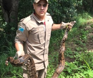 Jiboia é capturada em quintal de residência em Corumbá