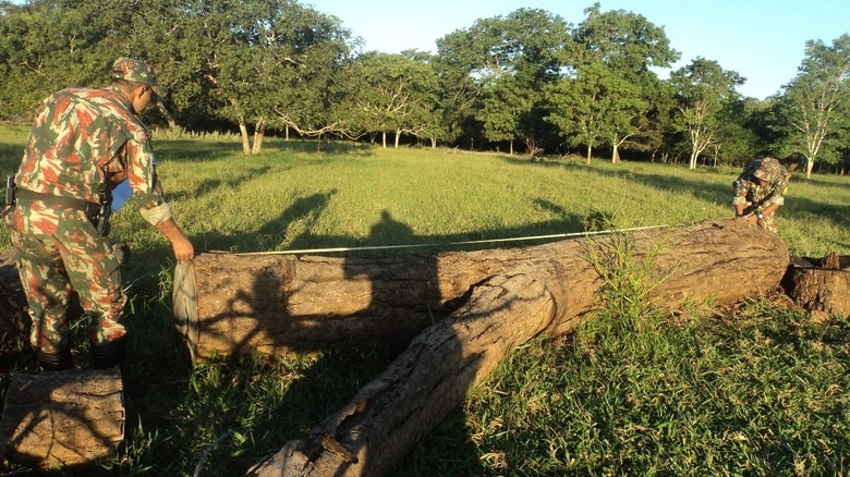 PMA autua proprietário rural por derrubada ilegal de ávores PMA autua proprietário rural por derrubada ilegal de ávores