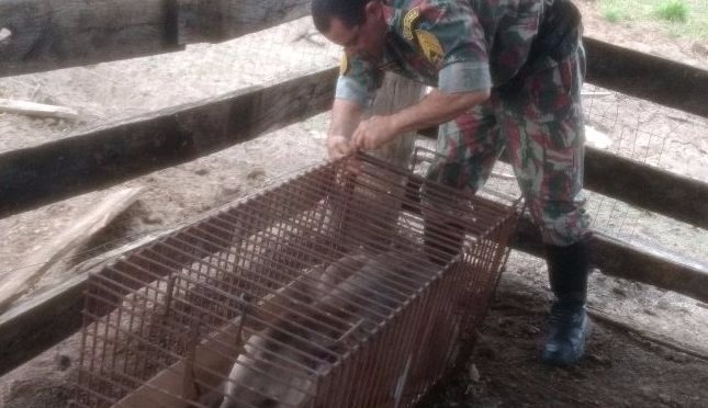 Anta é recolhida pela PMA após escapar de caçadores