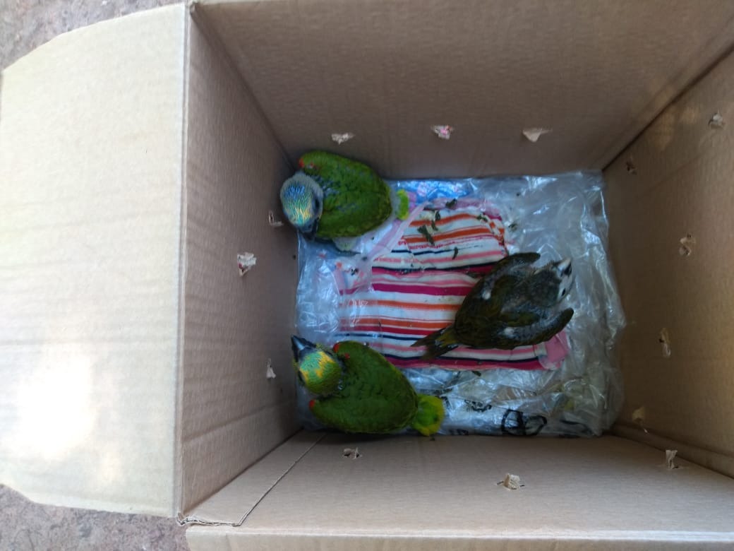 Filhotes de papagaios resgatados durante temporal são levados para CRAS