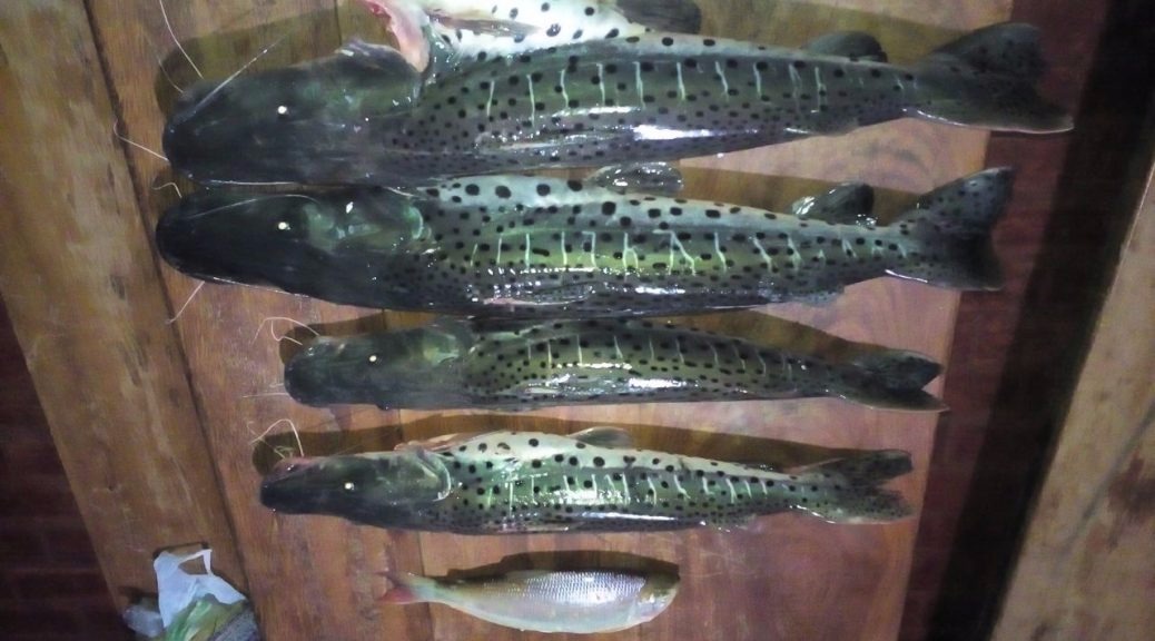 Pescador é preso e multado por uso petrechos proibidos