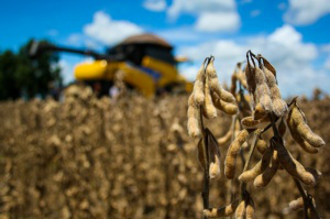Produtores que não suspenderam plantio na estiagem começam colheita Algumas propriedades não atrasaram o plantio e já começam a acolher (Foto: Arquivo/Marcos Ermínio)