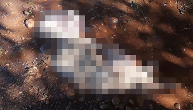 Mulher é presa por eviscerar cadelinha de estimação