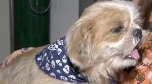 Lei regulamenta o tratamento da leishmaniose em cães Cão que faz tratamento contra a leishmaniose visceral em Campo Grande (MS) (Foto: Reprodução/TV Morena)