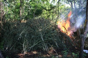 Plantas deixadas para secagem destruídas pelas forças policiais. - Foto: Senad