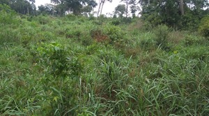 PMA autua pecuarista campo-grandense em R$ 9 mil PMA autua pecuarista campo-grandense em R$ 9 mil