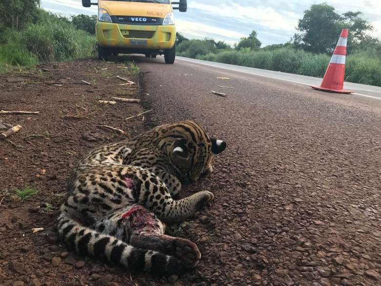PMA socorre Jaguatirica ferida em atropelamento na BR-163 Animal ferido foi socorrido e encaminhado à Capital - Assessoria PMA