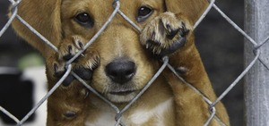 Projeto prevê detenção de três meses a um ano, além de multa e aumento de pena em caso de morte do animal