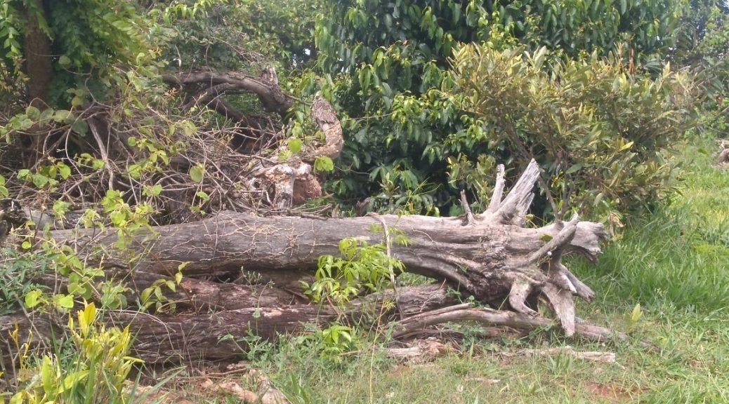 PMA autua pecuarista em R$ 8 mil por desmatamento ilegal de vegetação nativa