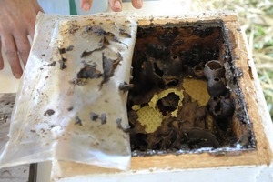 Na bancada da zootecnista foi possível conferir o comportamento das abelhas através das colmeias artificiais feitas à base de madeira.


Foto: Néia Maceno e Aline Lira