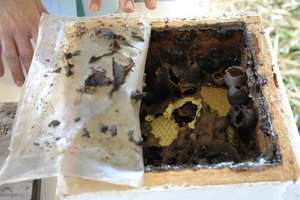 Meliponicultura: zootecnista evidencia importância da criação de abelhas nativas Na bancada da zootecnista foi possível conferir o comportamento das abelhas através das colmeias artificiais feitas à base de madeira.
Foto: Néia Maceno e Aline Lira