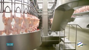 MS deve sofrer impacto não tão grande de embargo europeu a frigoríficos brasileiros União Europeia suspendeu a compra de carne de frango de 20 frigoríficos no país, sendo dois em MS (Foto: Reprodução/TV Morena)