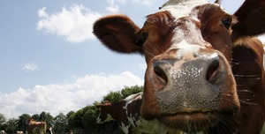 Treinamento em Métodos de Diagnóstico e Controle da Brucelose e Tuberculose Animal