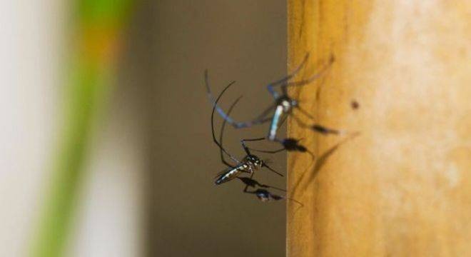Sabethes, mosquito transmissor da febre amarela silvestre no Brasil. Raquel Portugal/Fundação Oswaldo Cruz