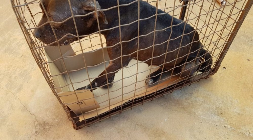 Mulher é multada em r$ 3 mil por mudar de endereço e abandonar cachorro na antiga casa