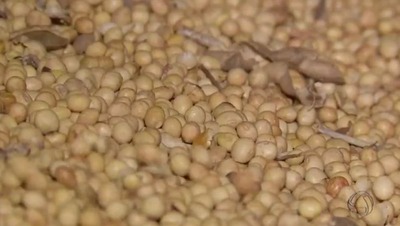 No acumulado de 2017, exportações de MS têm melhor resultado dos últimos 2 anos Soja é o principal produto exportado por MS neste ano e tem a China como principal comprador (Foto: Reprodução/TV Morena)