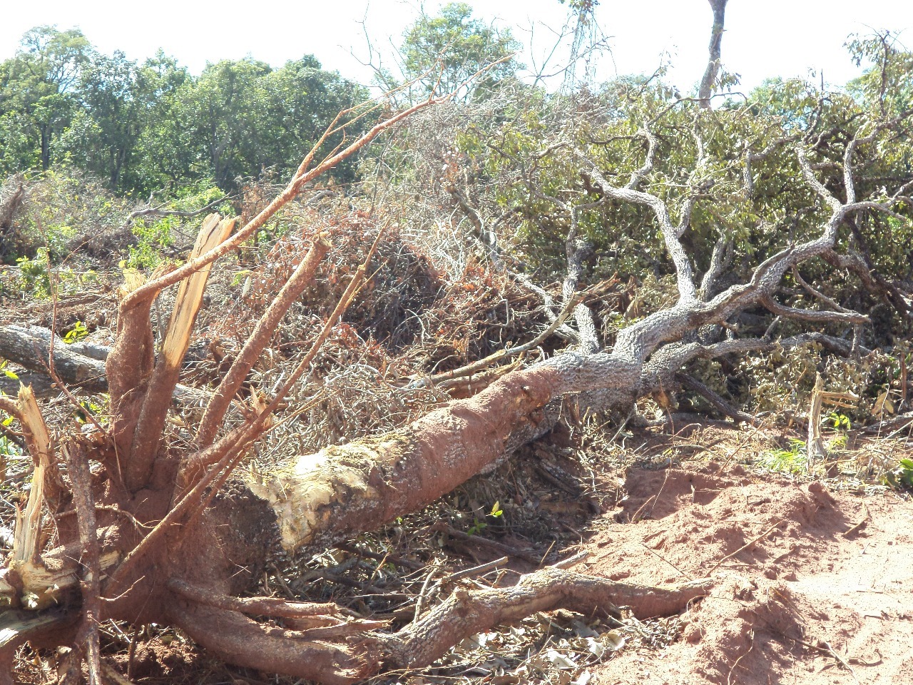 Proprietário rural é multado em R$ 9 mil por desmatar área ilegalmente