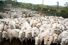 Indústria da carne encerra trimestre com aumento de 12,6% na produção Indústria da carne encerra trimestre com aumento de 12,6% na produção