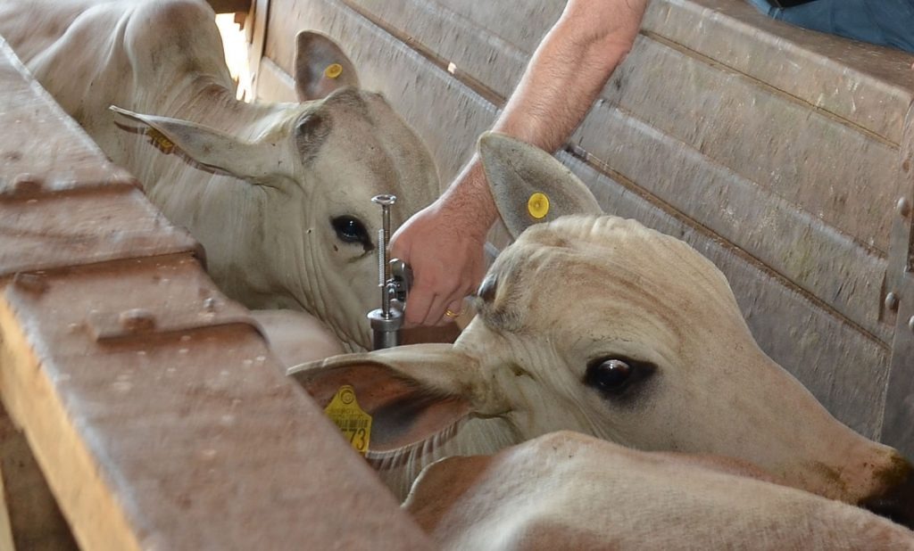 Para vacinar 21 milhões de animais, MS inicia campanha contra a aftosa no dia 1° de maio