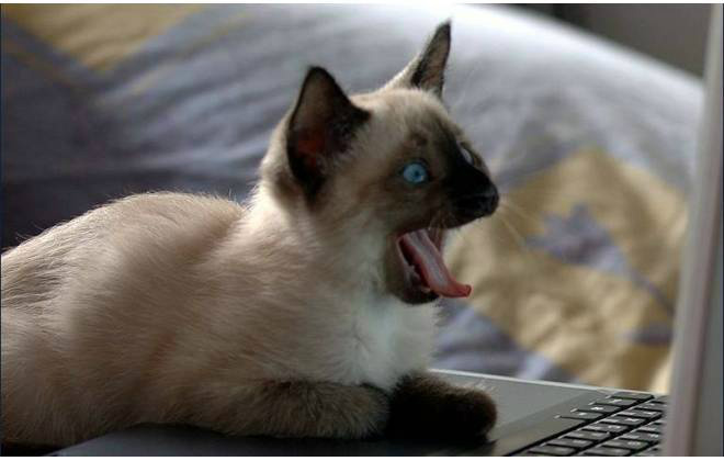 Especialista usa gato para descobrir redes Wi-Fi vulneráveis Foto: Divulgação