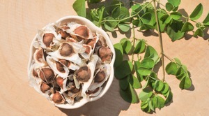 Moringa pode purificar a água e ainda combater a desnutrição pelo mundo Sementes da moringa, planta originária da Ásia e África que cresce em áreas semiáridas tropicais e subtropicais.